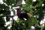 Amazonas06 - 041 * Chestnut Woodpecker.
